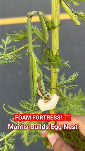 Praying Mantis Builds a SECRET Nest for Her Eggs! 🏗️ (Close-Up) #Shorts