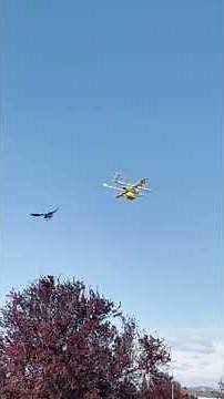 Im-Peck-Able: Australian Raven Attacks Drone Delivering Coffee
