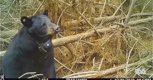 It might sound obvious, but... Virginia wildlife officials urge you to leave bear dens alone