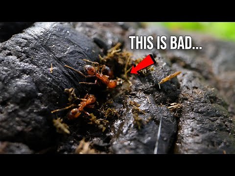 Why Fire Ants Eat Cow Poop