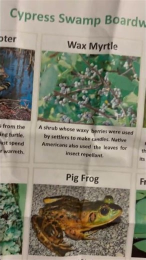 Satisfying, pig, frog noises by aunt roadie