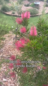I often suggest Callistemon ‘Candy Burst’ in our native garden plans because they are compact(1.2 x 1.2m), hardy and pollinator friendly. But I’ve underestimated just how striking they can be in a garden! This was tiny when I planted it a year ago. I cut off flowers as soon as they are spent and I prune soft branches regularly for overall shape. This plant is in a sunny position and receives the same treatment as all of my other natives…regular compost, rock minerals and Microbial Tea(@healthyga