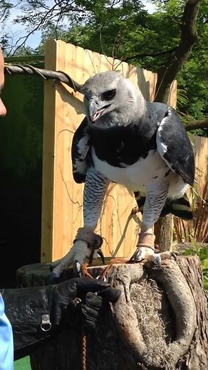 ONE OF THE WORLD'S LARGEST EAGLES !! The Great Harpy Eagle up close and personal!