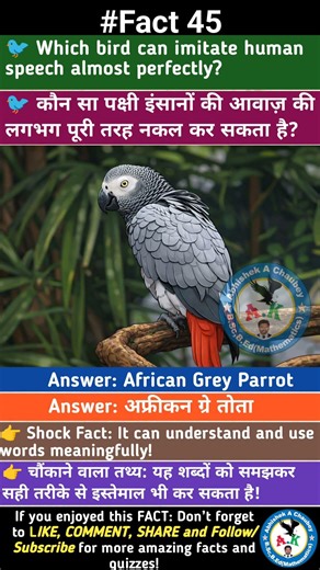 African Grey Parrot 🦜 – The Bird That Talks Like Humans! 😲 #Shorts #Facts #senegalparrot