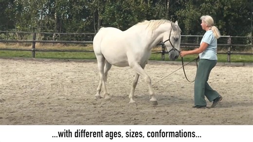 Does your horse feel stiff, resistant, or unmotivated? Does some days just feels like nothing works? 🚨 Your horse leans on one rein. 🚨 Won’t bend. 🚨 Resists the bit. 🚨 Or feels stressed. You try harder, but the more you push, the more your horse pushes back. I’ve been there too. With my horse Maestro 🦄, every ride used to feel like a struggle. So you’re not alone. And let me tell you, it’s not your fault. The real problem isn’t your horse’s attitude… There's a hidden force that is innocentl