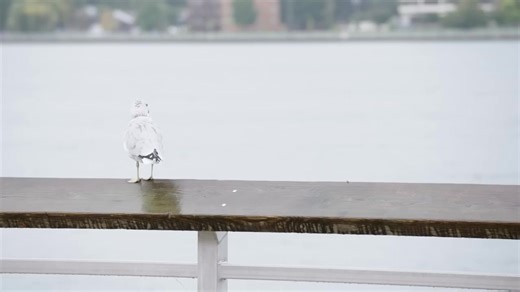 Fifty years after the tragic loss of the Edmund Fitzgerald, she remains the Great Lakes’ last major shipwreck. These disasters were once a regular part of life on the lakes. How has shipping changed since the loss of this iconic vessel? | Great Lakes Now