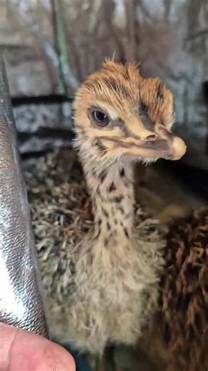 Radio Kerry on Reels