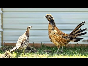 Pheasant x Chicken hybrid rooster with ringneck hens