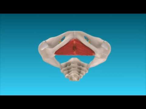 3D Animation: How the pelvic floor works