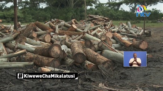 Mwaka moja baada ya misitu kufunguliwa, viwanda vya mbao nchini vinatoa tahadhari kuhusu ukataji wa miti ya mikalatusi, kwa kimombo eucalyptus. #KiweweChaMikalatusi | NTV Kenya