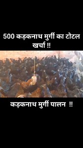 #Kadaknath #Kadaknathmurgi #Poultryfarming #Reels | Poultry Farming Guide