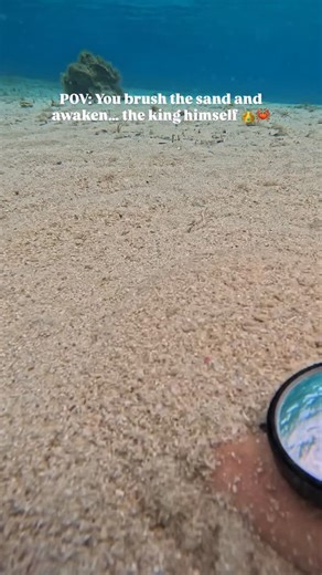 🦀 Did you know?🤯👇🏼 Some of the crabs you meet while diving in Cyprus aren’t locals at all — they’re alien visitors! 🌍 These species have travelled all the way from the Red Sea through the Suez Canal, settling into their new Mediterranean home. Among them are the pancake crab (Atergatis roseus), the Ixa monodi, and the Macrophthalmus indicus — fascinating creatures that remind us how connected our oceans really are. 🌊 They might look cute hiding in the sand, but some are tough competitors f