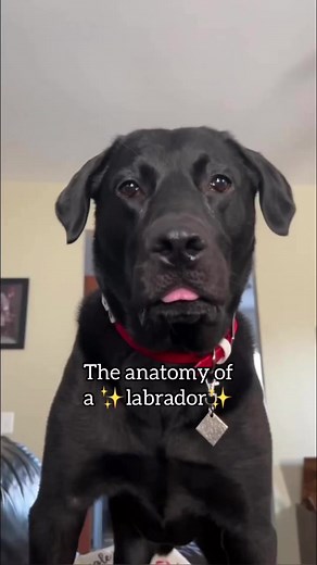 3.8K views · 121 reactions | The very accurate anatomy of a lab領 #funnydogreels #funnyreels #blacklabrador #woof #welovedogs #labradorretriever #funnydogs #labradorlovers | Imjaxthelab | Facebook