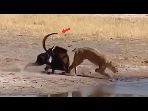 SABLE ANTELOPE FIGHTS LIONESS TO SURVIVE