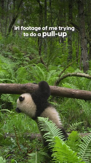 Panda cubs spend a huge part of their early life playing: climbing, tumbling, and testing their balance.🐼 It looks like fun, but it’s actually essential development. These movements build coordination, muscle strength, and spatial awareness, skills adult pandas rely on for climbing trees, escaping danger, and navigating dense forest. #AnimalPlanetIndia #AnimalPlanet #Panda #AnimalMemes #Animals [Animal Planet India, Animal Planet, Panda, Animal Memes, Animals] | Animal Planet India