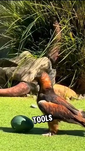 Why Eagles Throw Stones at Eggs ‼😱