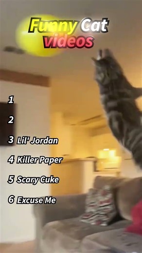 Ranking the KING of funny cats #cats #memes