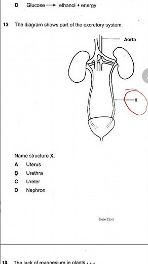 Excretory System & Kidney Explained | Biology Revision #shorts