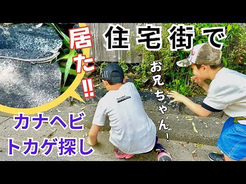 Let's find them in residential areas‼️ Japanese grass lizards 🦎 You can find them if there's a ga...