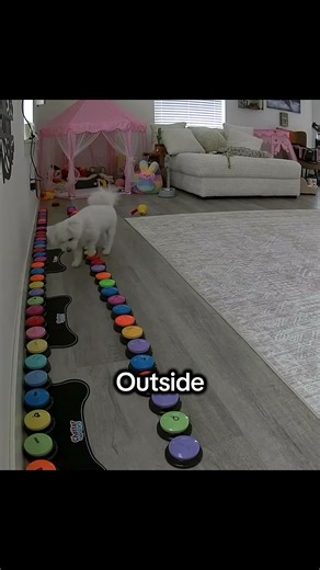 Talking Dog Says Yes to Going Outside Regardless of Weather