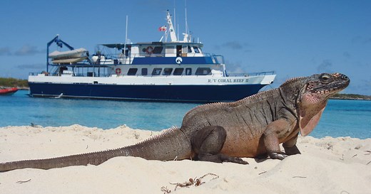 Saving Bahamian Rock Iguanas from Extinction | Shedd Aquarium