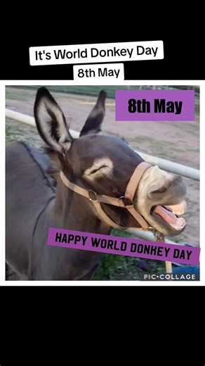 Celebrate World Donkey Day with Taco the Wonder Donkey