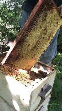 Vintage Beekeeping ASMR — Opening a Traditional Hive | Relaxing Bee Sounds