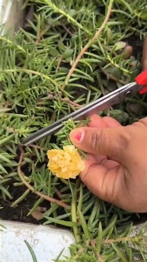 Unique method of growing new colors on portulaca #portulaca grafting #new color #trending shorts