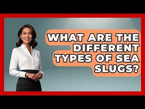 What Are The Different Types Of Sea Slugs? - The Marine Life Explorer