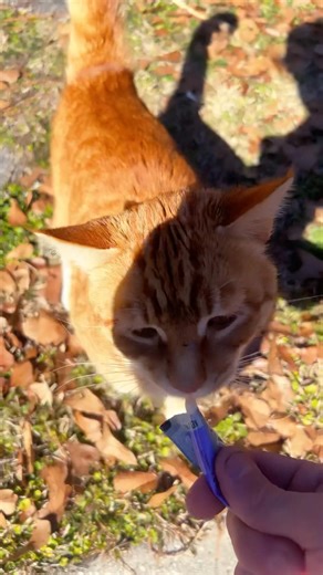 🐈Socks LOVES Treats! 🐈 #cats #cat #kitten #orangecat #pet #cute #pets