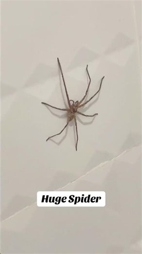 Huge Spider in Cambodia - It Ran Out the Window