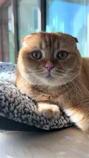 Filo loves a morning chat 😹😽☀️#scottishfold #orangecounty #scottishfoldcat #cat #meow