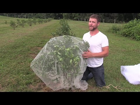 How to Fully Protect Blueberries from Birds and Japanese Beetles Organically!