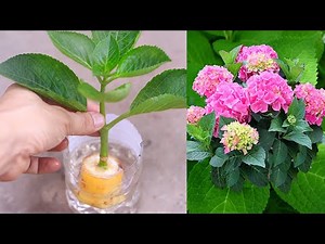 How to propagate hydrangeas in water with banana