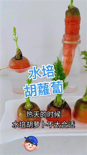 Hydroponic Carrots: A Beginner's Guide