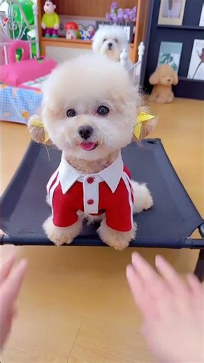 Cute Puppies Playing 🐶💖 Heart Melting Dog Moments 😍 Funny & Adorable Dogs Compilation | #cutedogs