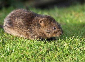 Comment se débarrasser des rats taupiers ? - Gamm vert