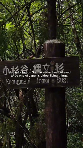 Yakushima, Island 🌳