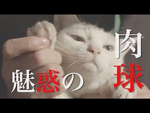 ドラマ版「猫侍 SEASON2」第3話予告