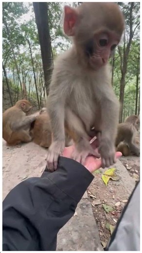 The little monkey’s big eyes are so cute.