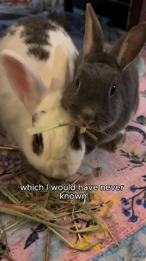 Ever notice your bunny losing interest in their hay? One day they munch non-stop, the next they barely touch it. It’s not attitude... it’s instinct Rabbits crave variety, texture, and flavor, just like we do. When every bite feels the same, they get bored… and that’s when picky eating starts That’s where the Sampler Hay Box comes in 🌾 With four of our best hays: 2nd Cut Timothy, 3rd Cut Timothy, Oat, and Orchard, it’s the easiest way to keep your bun curious, healthy, and happy while discoverin