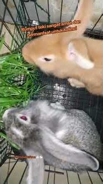 Rumput Teki Sangat Aman dan Bermanfaat untuk Kelinci 🐰🐇