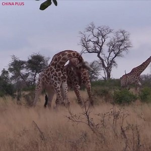 143K views · 4.5K reactions | Giraffes fighting "violently," using their necks as weapons | China Plus Culture | Facebook