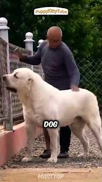 Meet the Alibi: The World’s Most Dangerous Dog 🐾