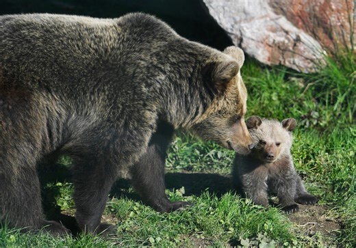 MAPA: Na týchto miestach Slovenska ľudia hlásia výskyt medveďov