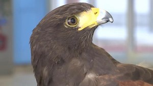 Falcon scares problem pigeons from San Fran metro