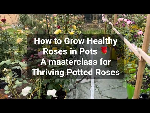 How to Grow Healthy Roses in Pots 🌹 | A Masterclass for Thriving Potted Roses