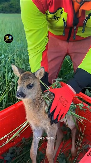 Why Some People Keep and Collect Baby Deer