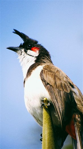 This Bird Eats POISON?! (Toxic Survival Secret) 😱 #bird #contentcreator #explorepage #viralreels #wildlife #nature #facts #instareels #foryou #trendingreels #birdlovers #bulbul #birdlovers #fypシ゚ | Animal Atlas