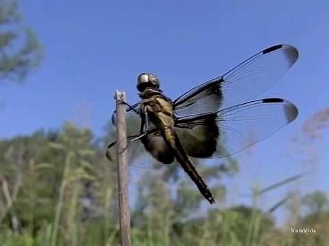 Dragonfly action in slow motion